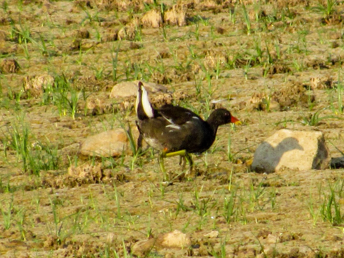 Хажилгат түнжүүр - ML640092047