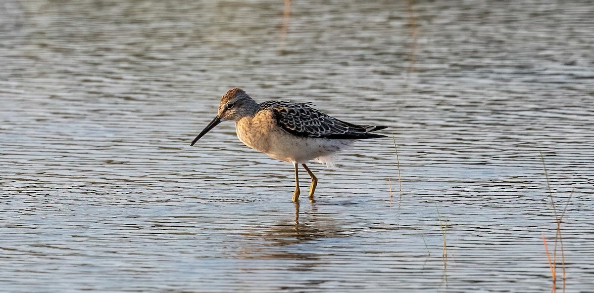 Bindenstrandläufer - ML640092066