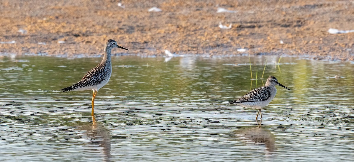 Bindenstrandläufer - ML640092068
