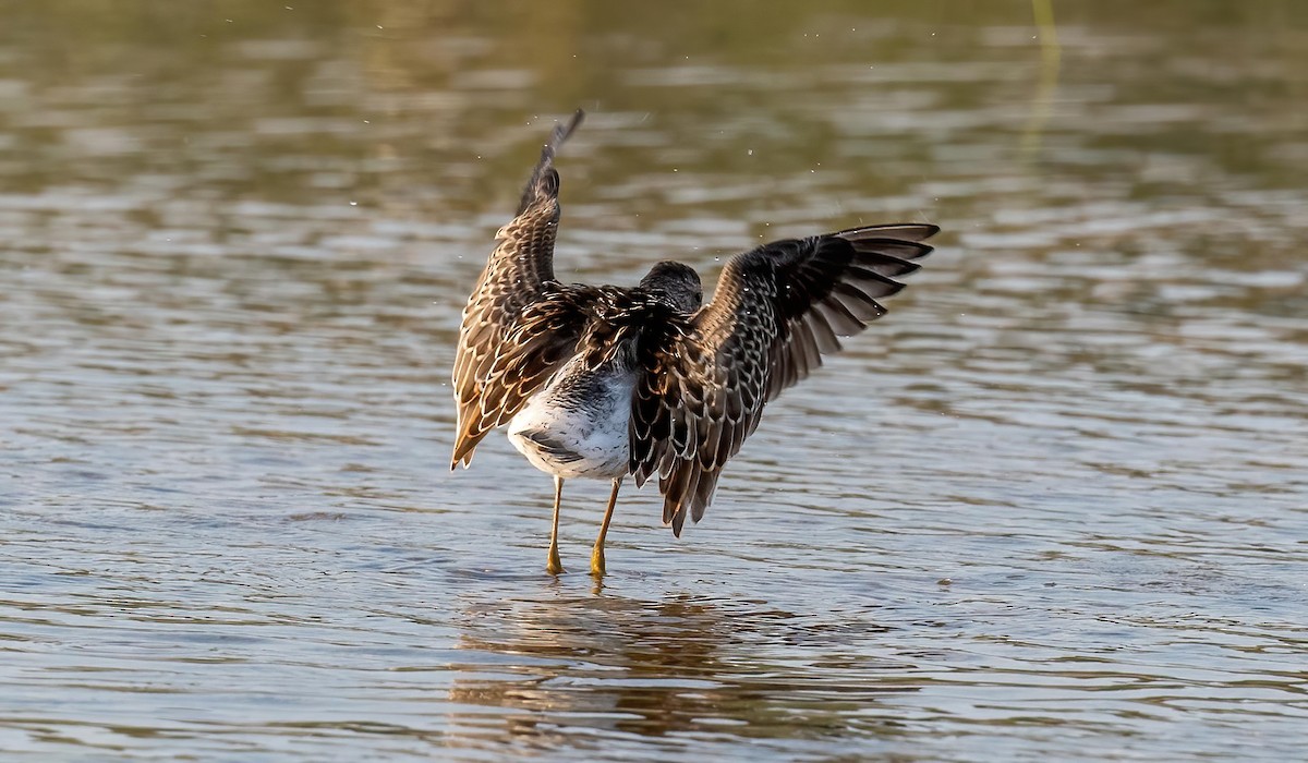 Bindenstrandläufer - ML640092069