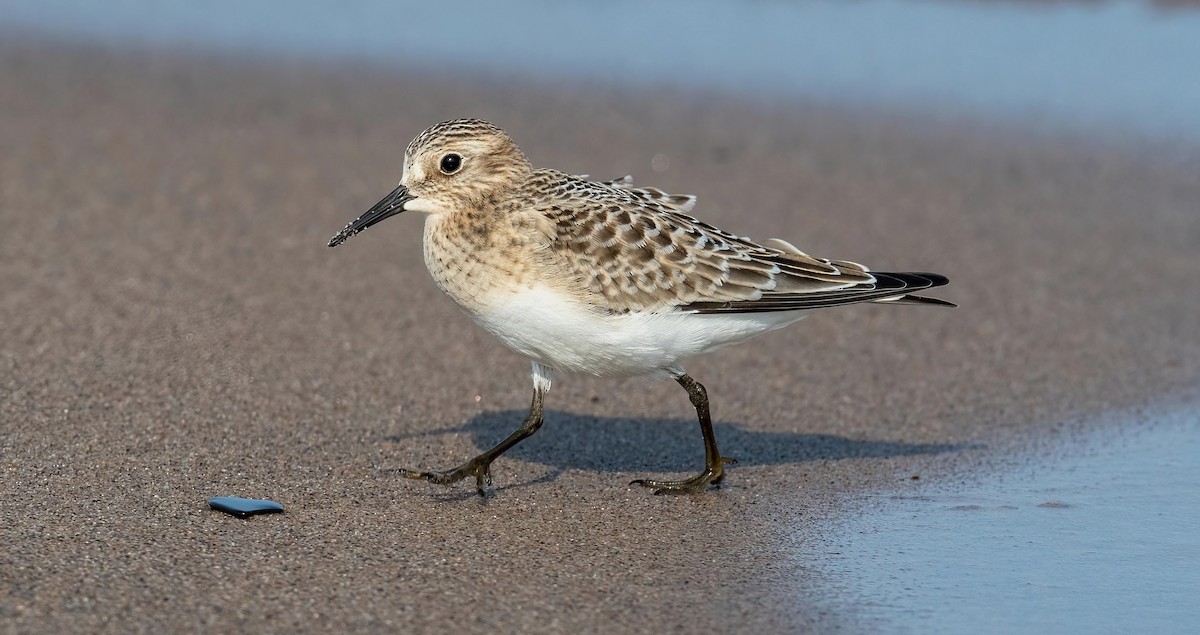 Bairdstrandläufer - ML640092081