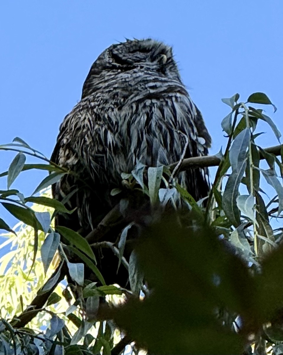 Barred Owl - ML640092083