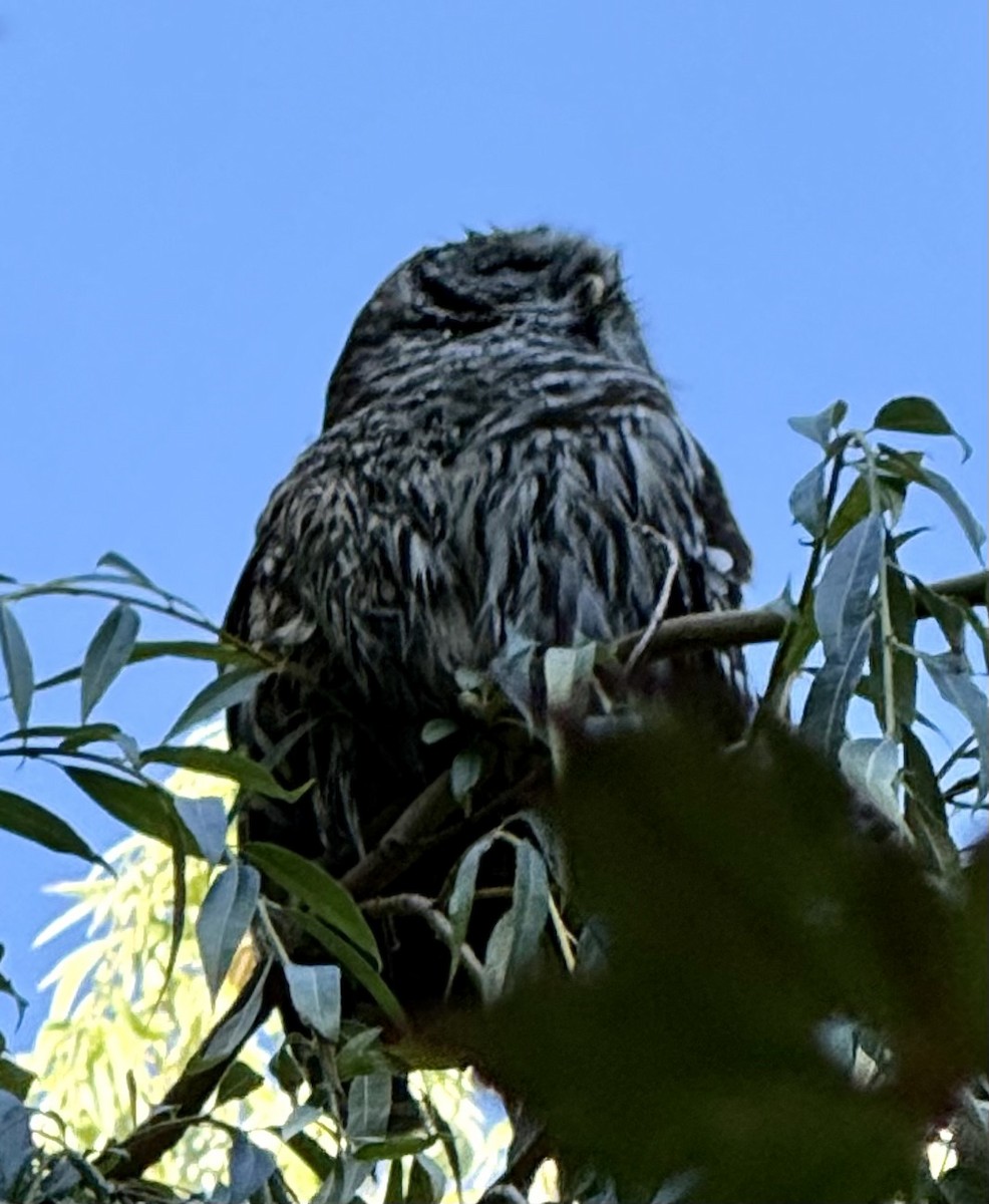 Barred Owl - ML640092085