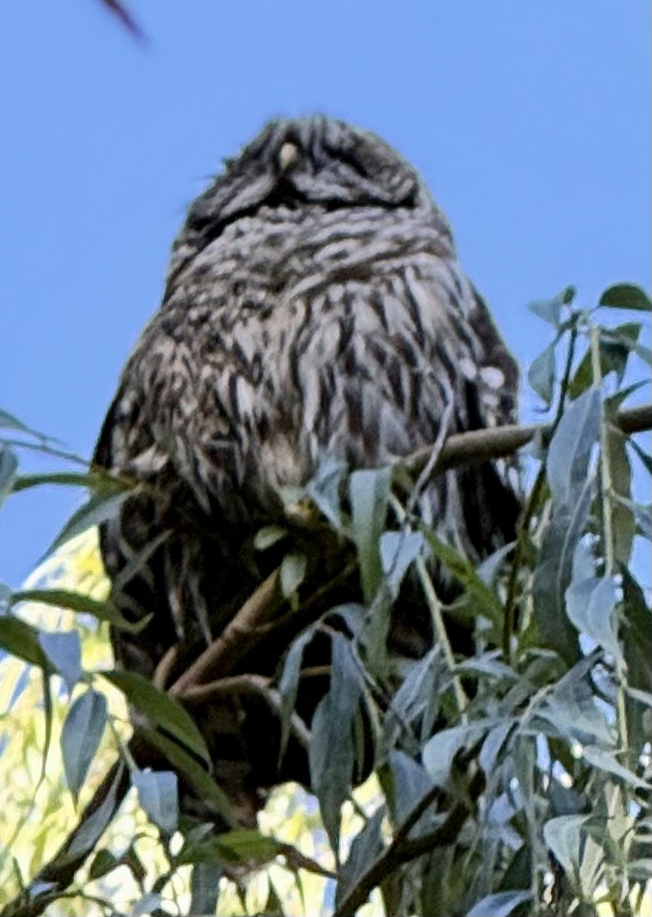Barred Owl - ML640092086