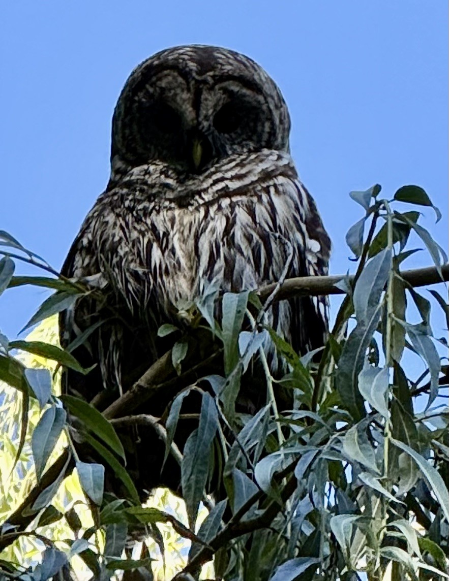Barred Owl - ML640092089