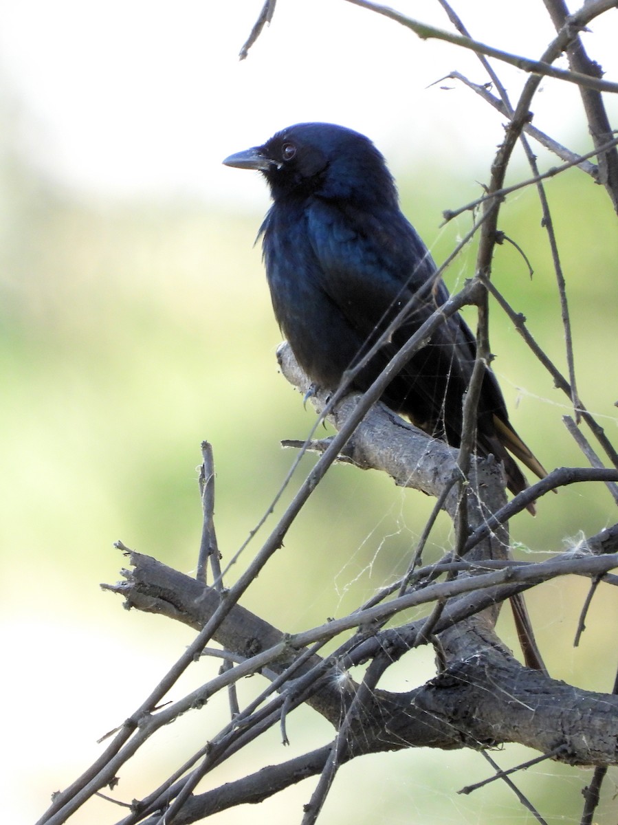 Kara Drongo - ML640092143