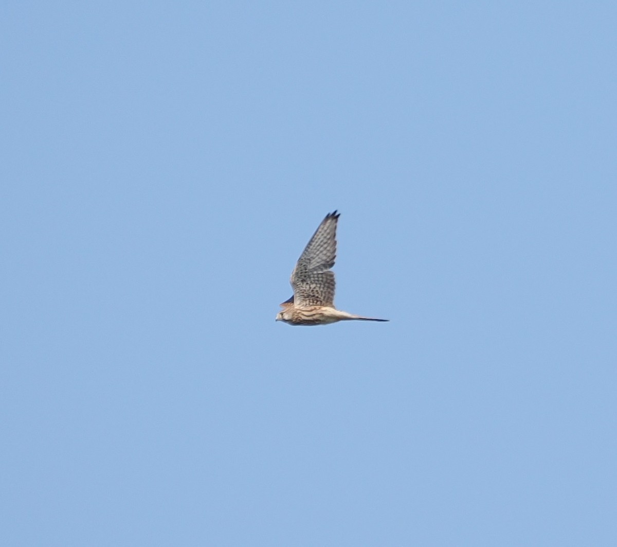 Turmfalke - ML640092246