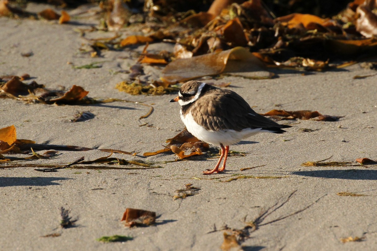 Common Ringed Plover - ML640092248