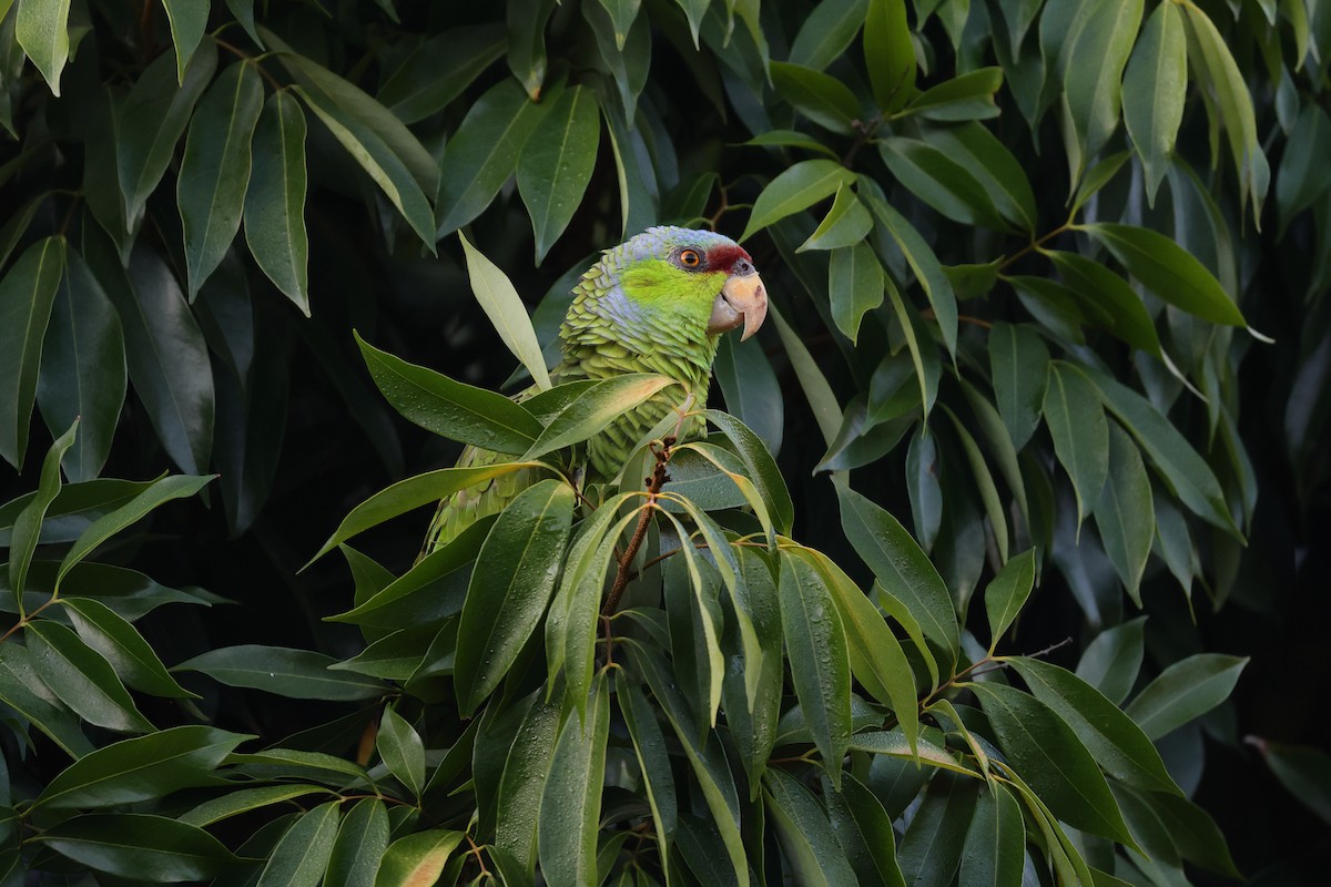 Lilac-crowned Amazon - ML640092261