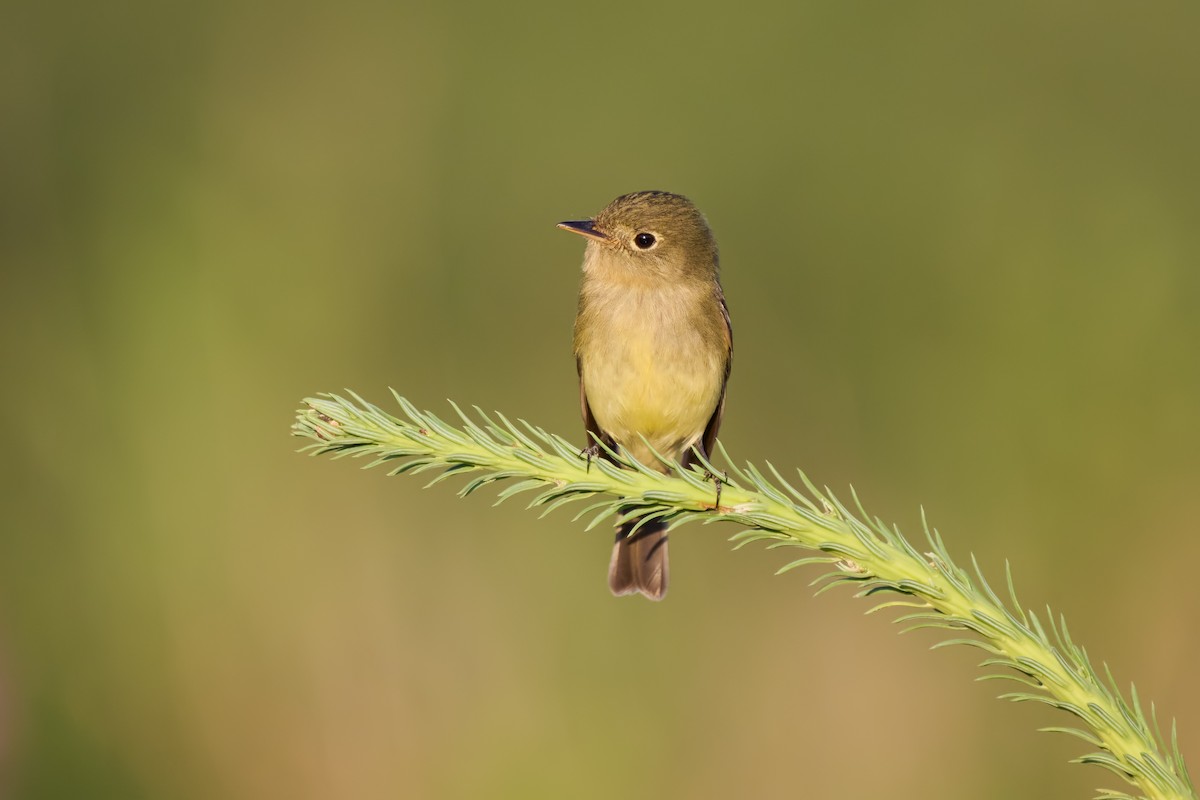 Yellow-bellied Flycatcher - ML640092296