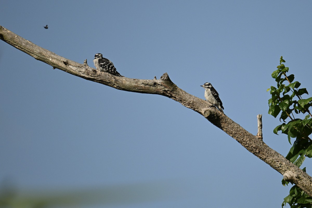 Downy Woodpecker - ML640092338