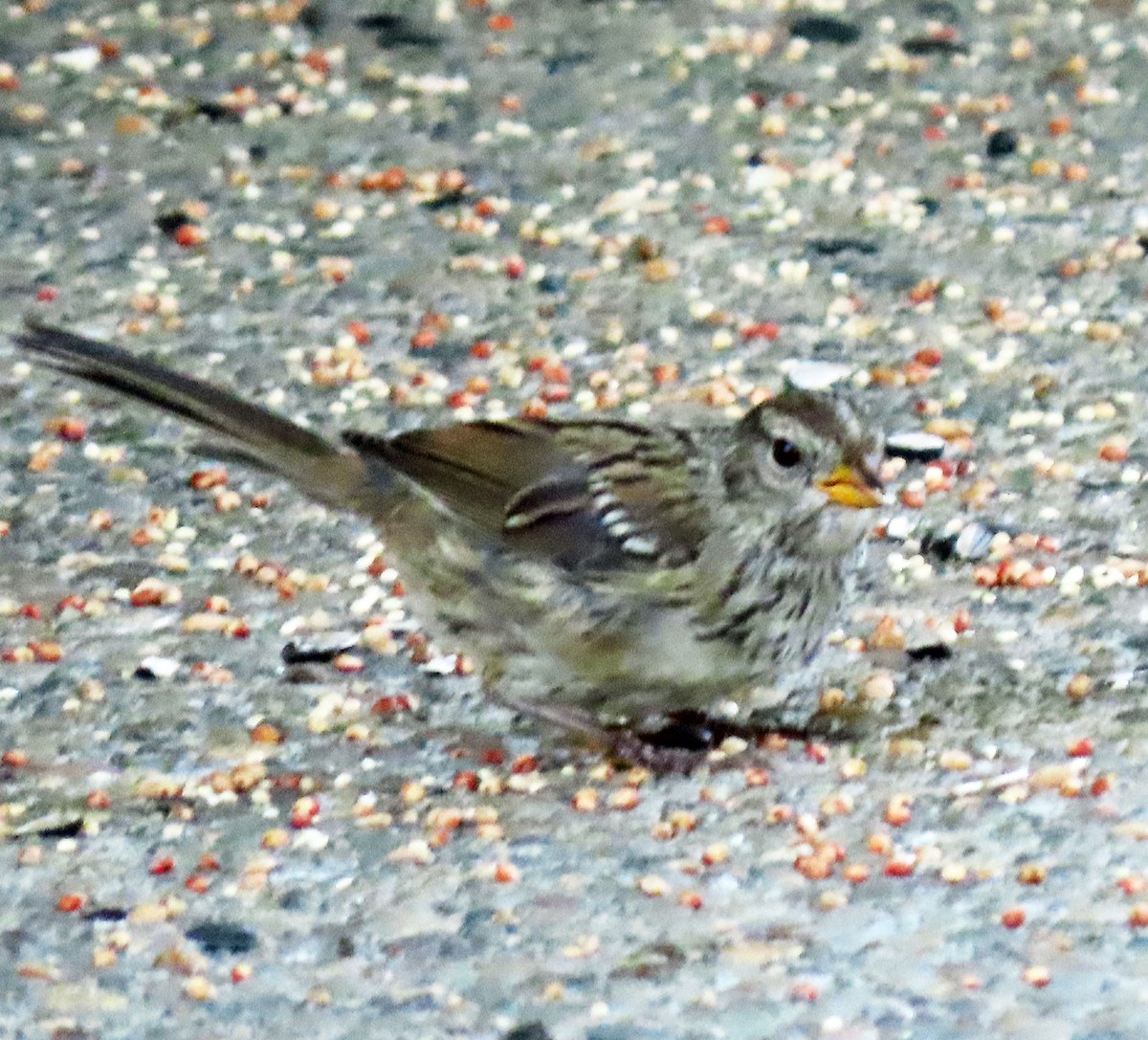 White-crowned Sparrow - ML640092346