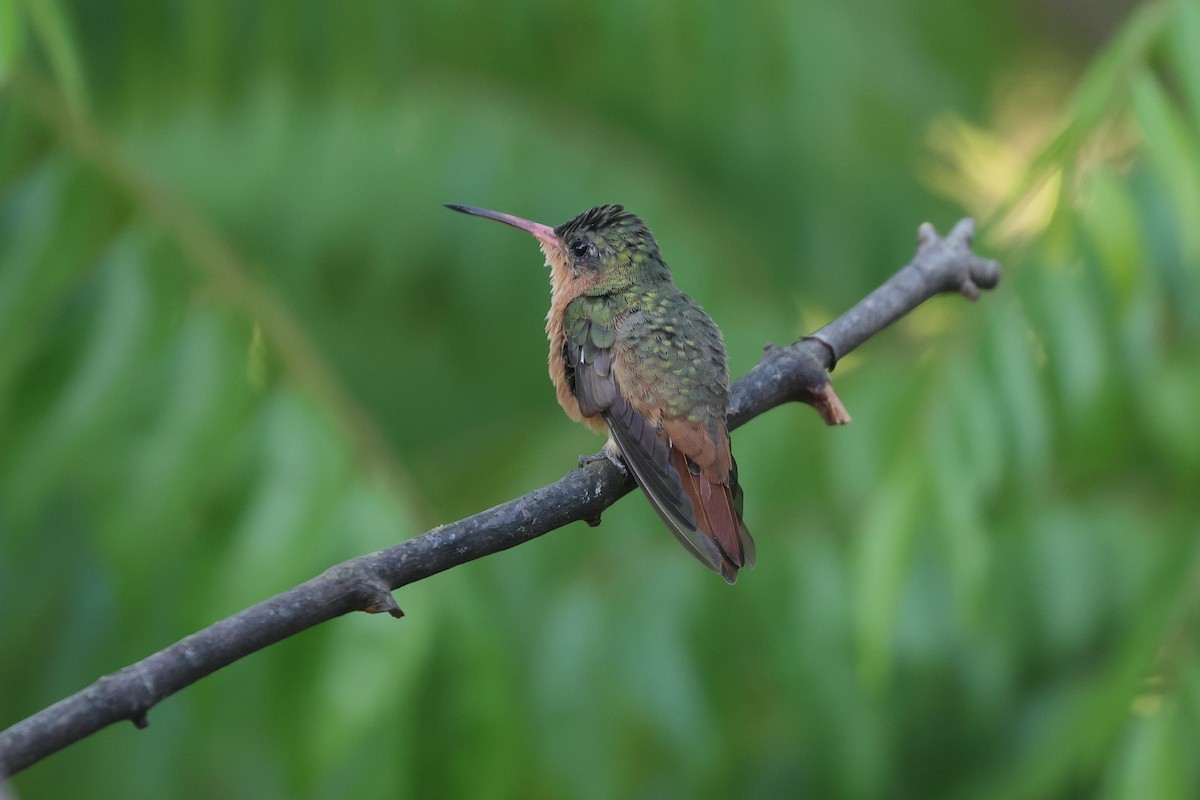Cinnamon Hummingbird - ML640092460