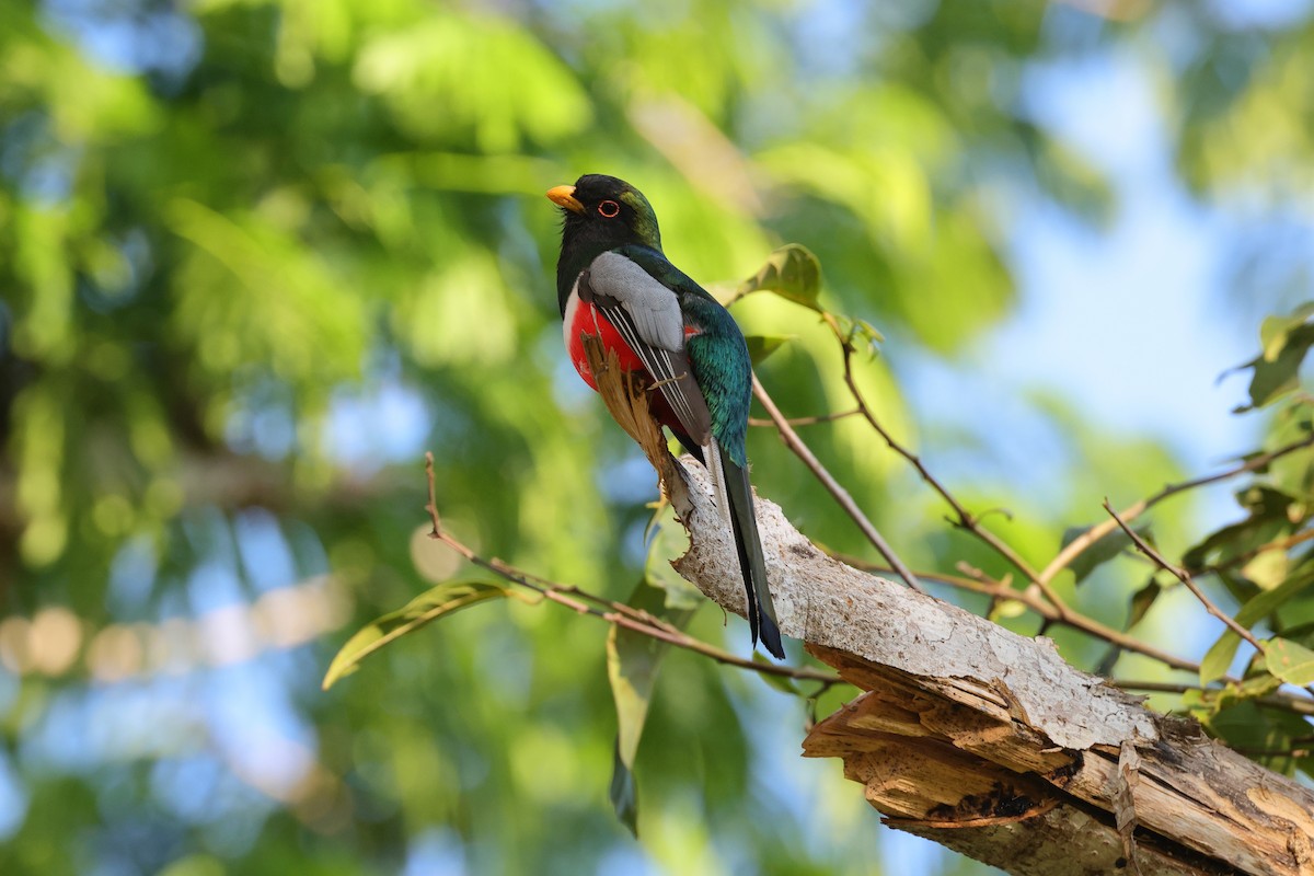 Elegant Trogon - ML640092476