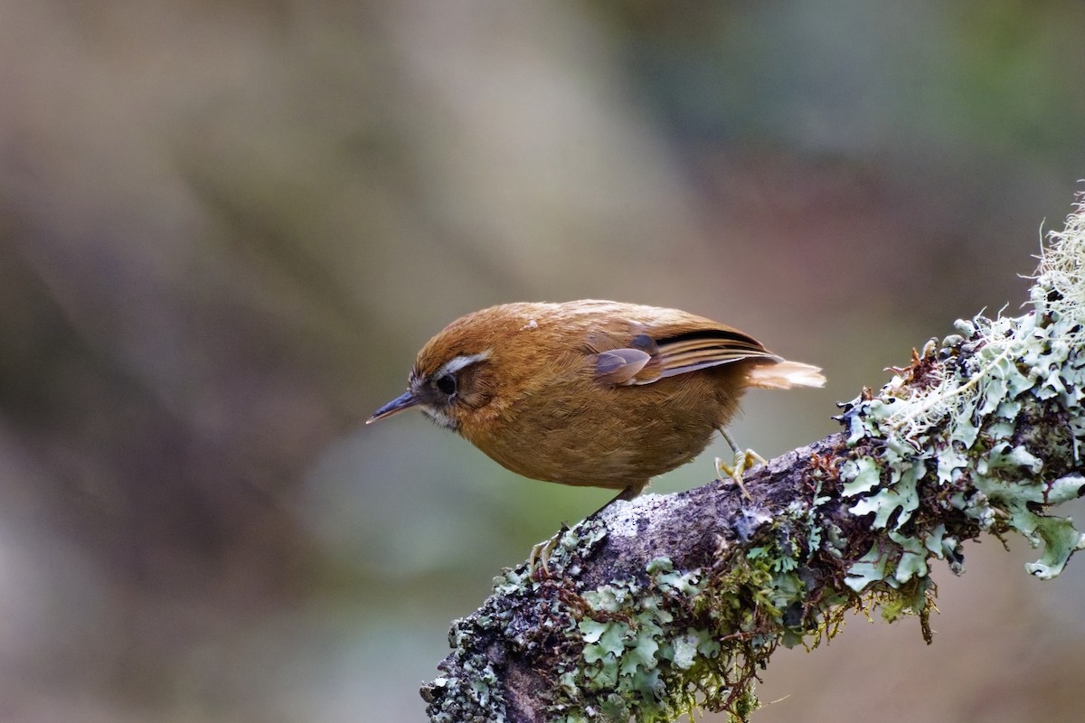 White-browed Spinetail - ML640092481