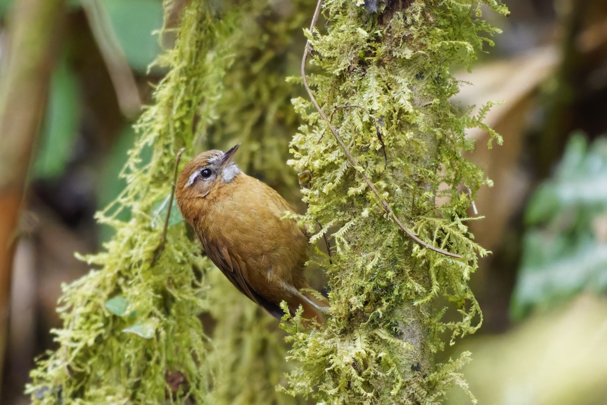 White-browed Spinetail - ML640092482