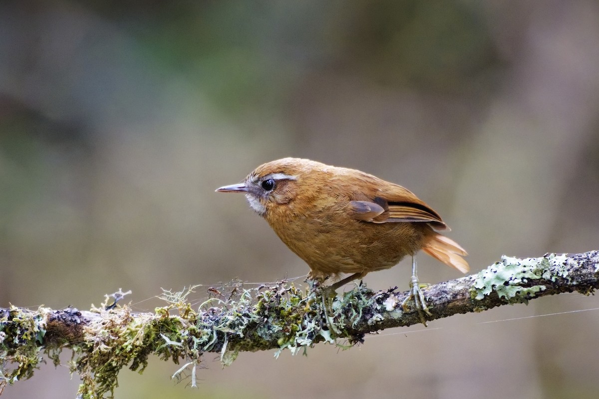 White-browed Spinetail - ML640092483