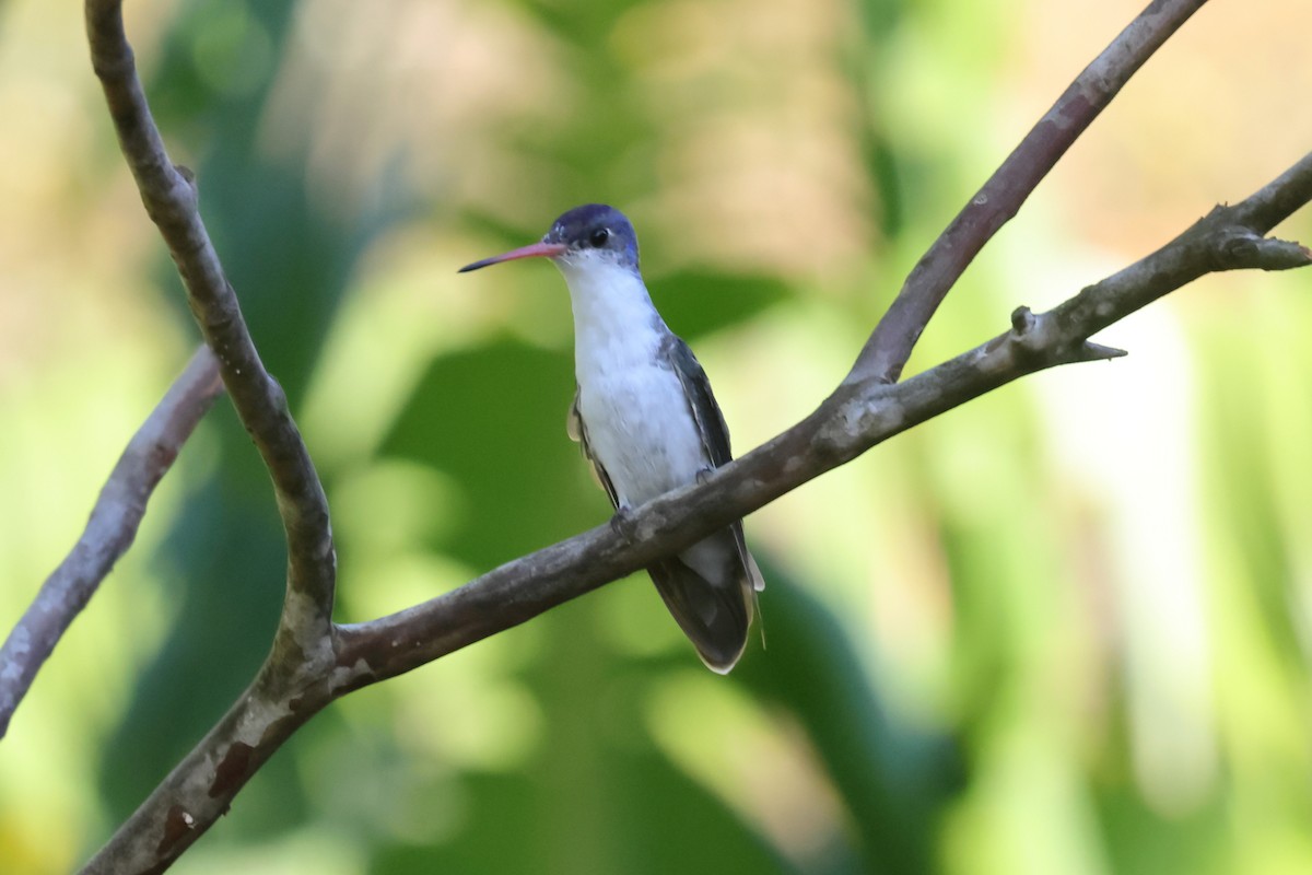 Violet-crowned Hummingbird - ML640092493