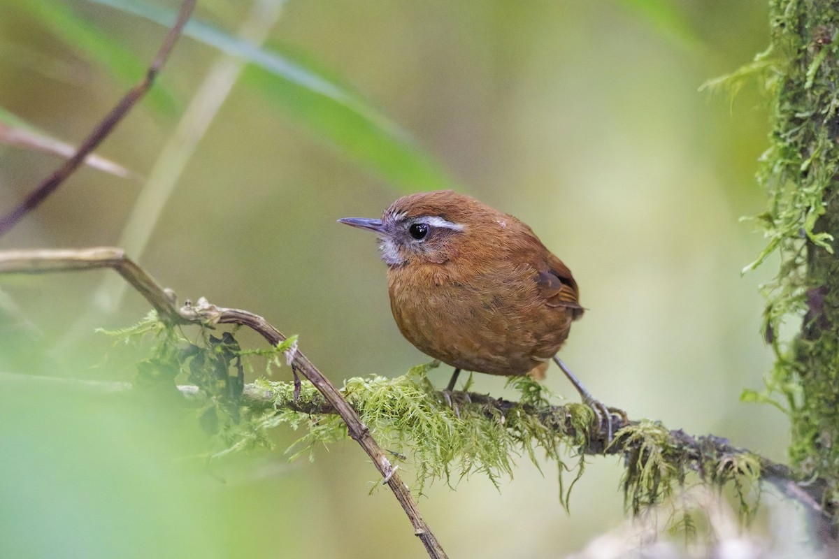 White-browed Spinetail - ML640092500