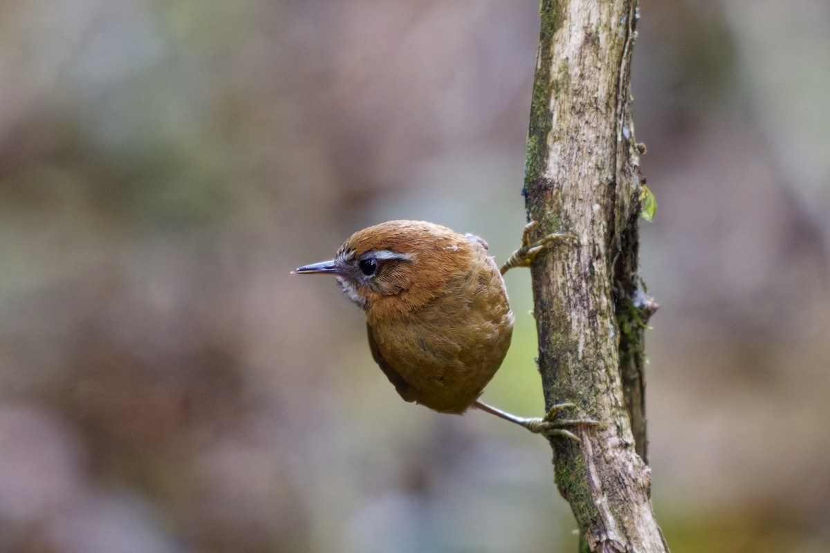 White-browed Spinetail - ML640092502