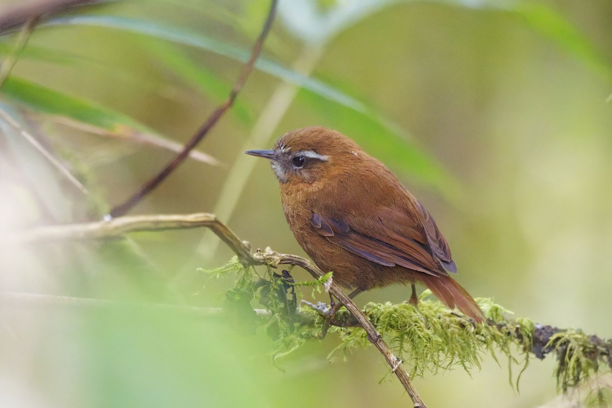 White-browed Spinetail - ML640092504