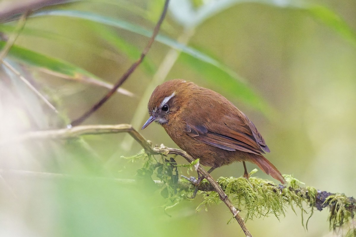 White-browed Spinetail - ML640092505