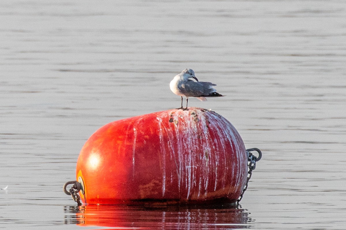 Laughing Gull - ML640092560