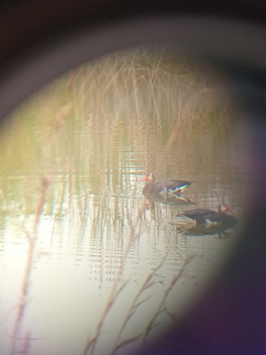 Spur-winged Goose - ML640092565