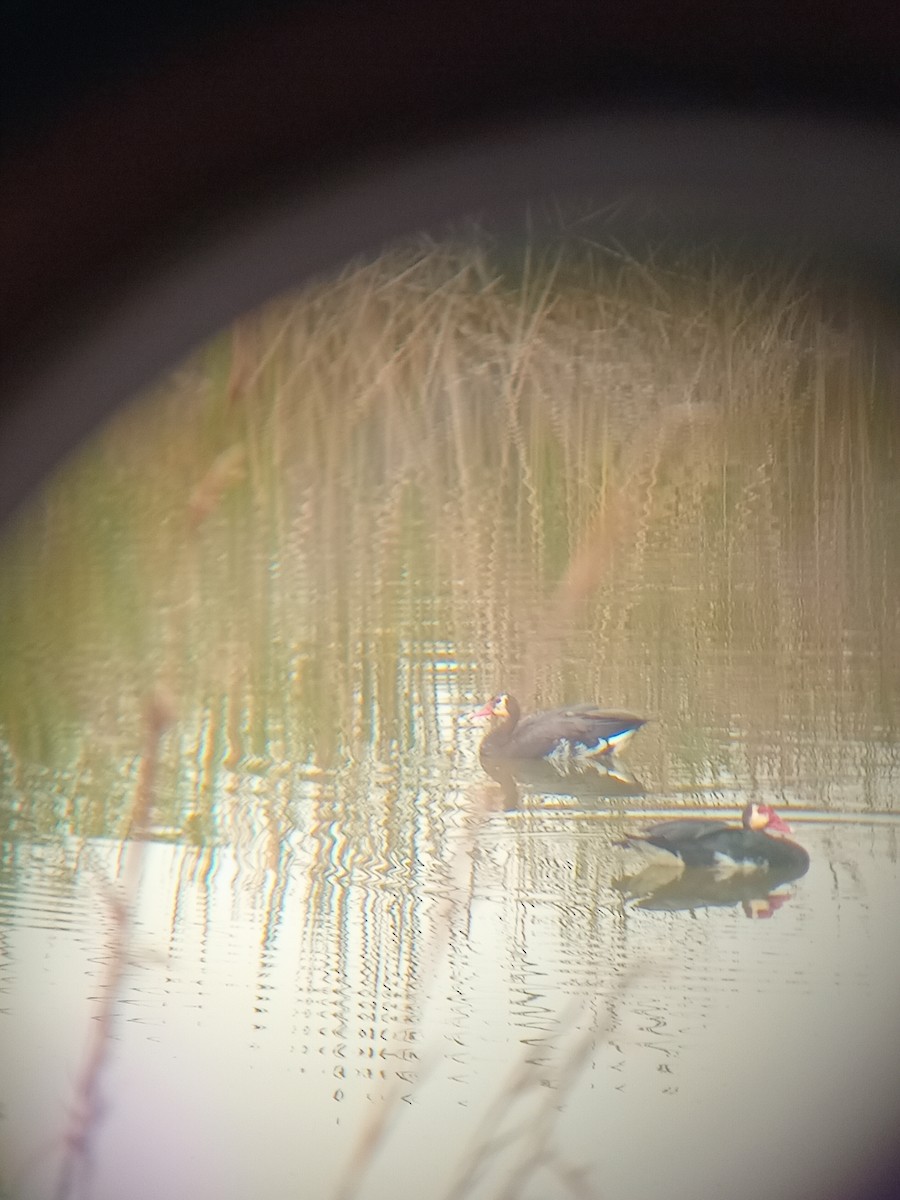 Spur-winged Goose - ML640092566