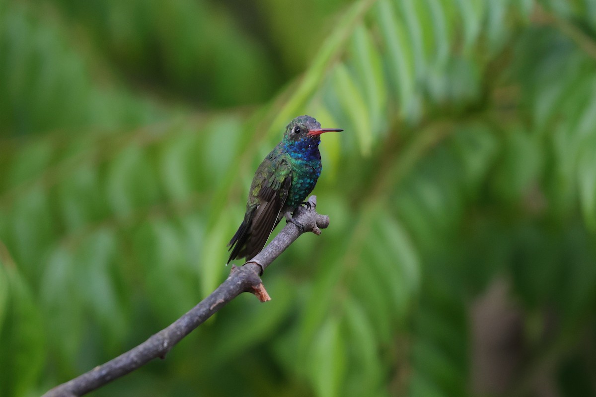 Broad-billed Hummingbird - ML640092594