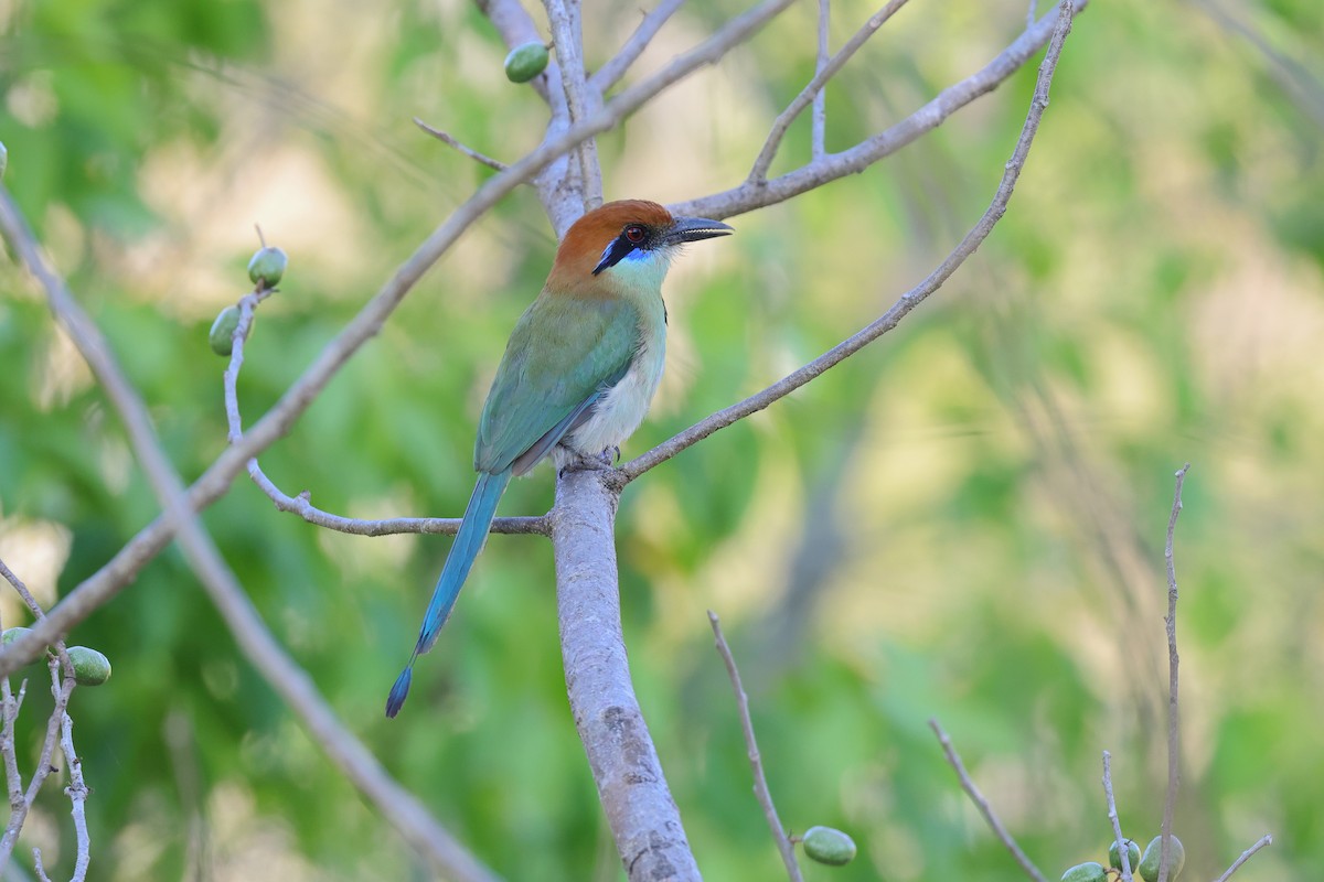 Russet-crowned Motmot - ML640092607