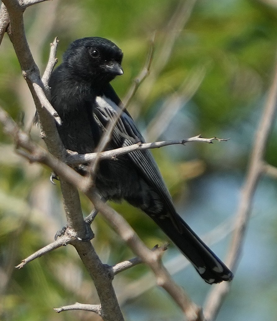 Southern Black-Tit - ML640092617