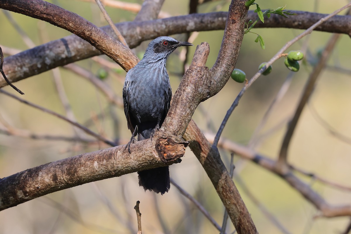 Blue Mockingbird - ML640092624