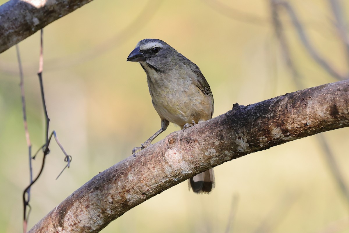 Cinnamon-bellied Saltator - ML640092639