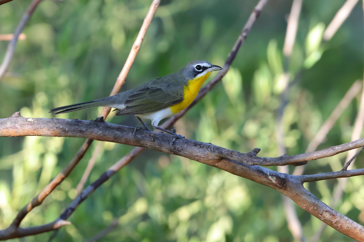 Yellow-breasted Chat - ML640092664