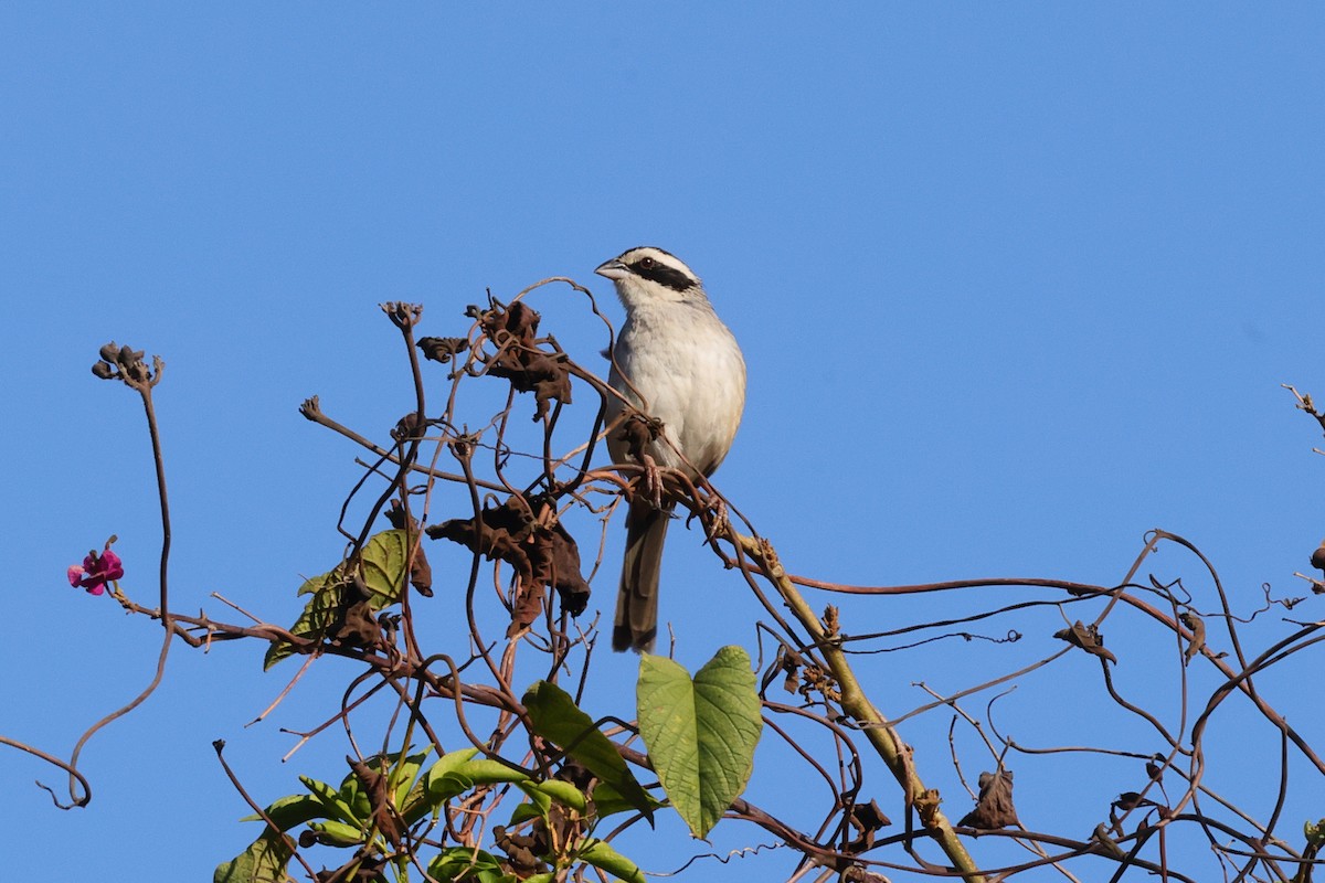 Stripe-headed Sparrow - ML640092672