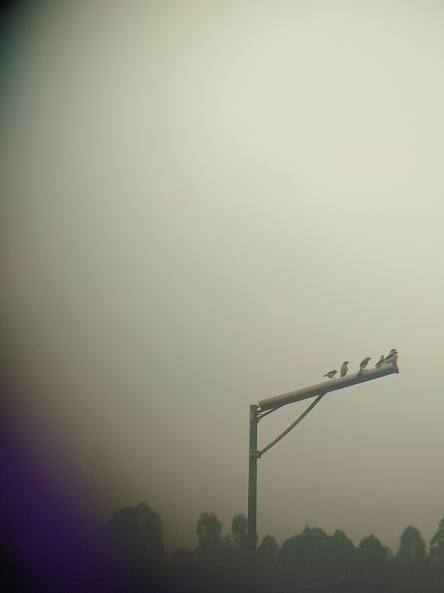 Gray-backed Fiscal - ML640092682