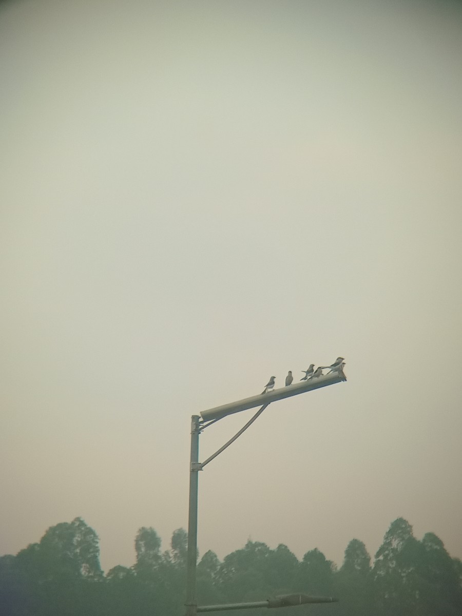 Gray-backed Fiscal - ML640092683