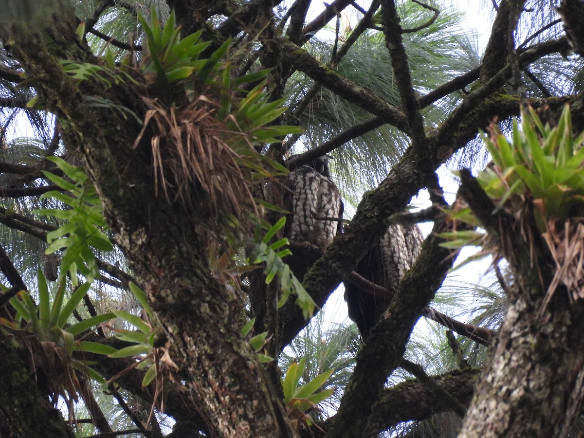 Stygian Owl - ML640092741