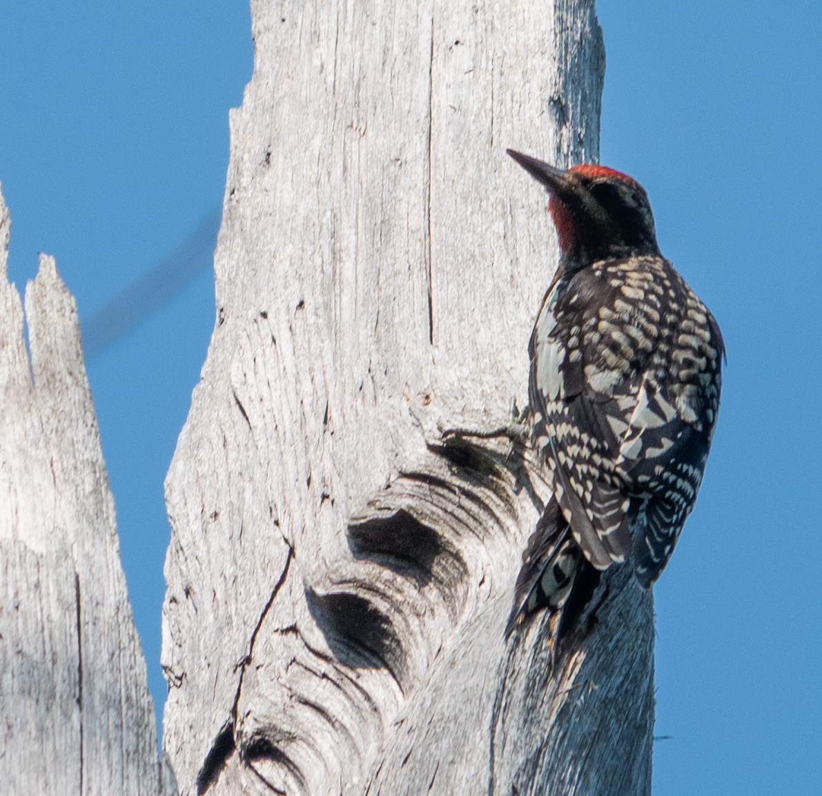 Yellow-bellied Sapsucker - ML640092767
