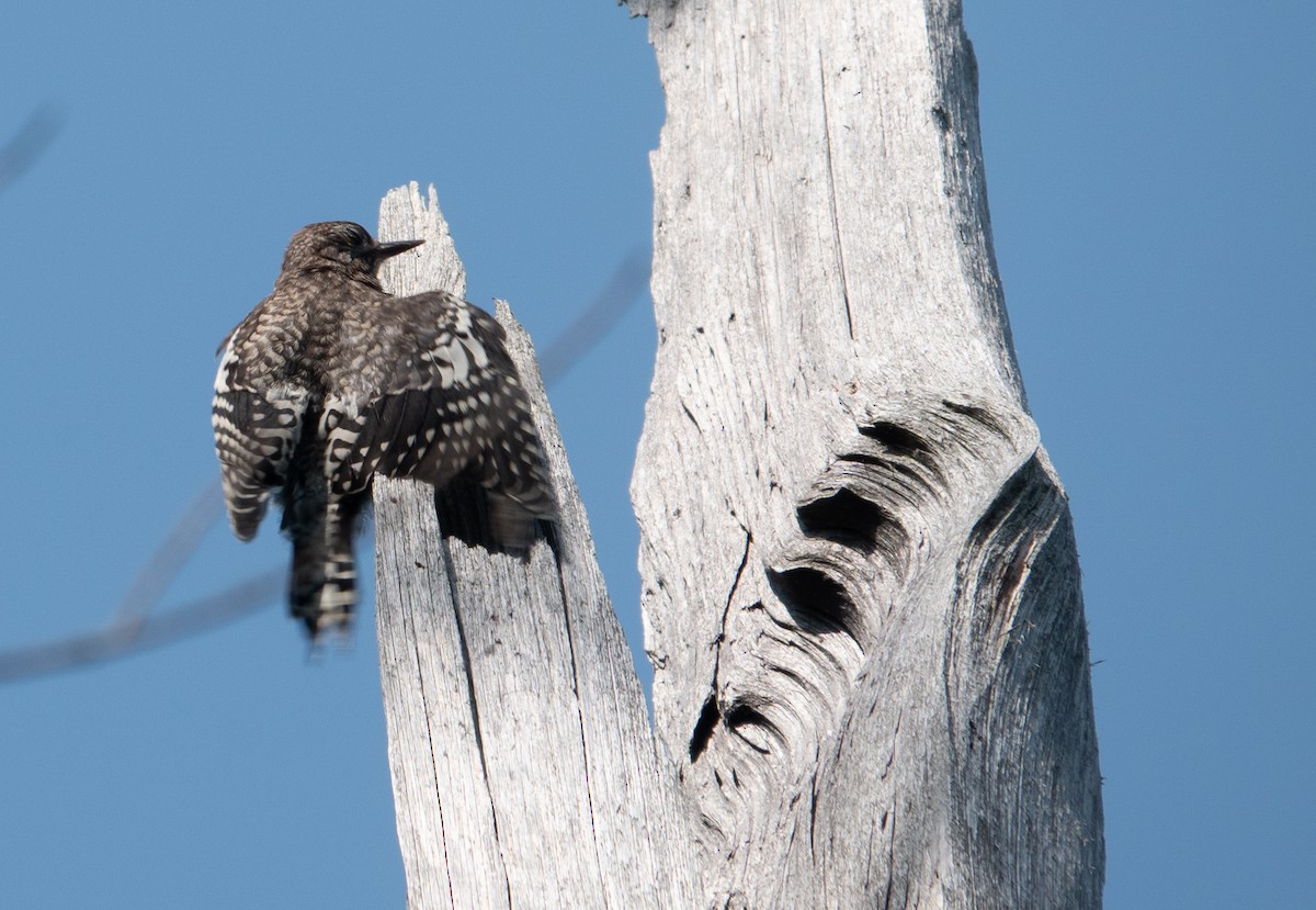 Yellow-bellied Sapsucker - ML640092768