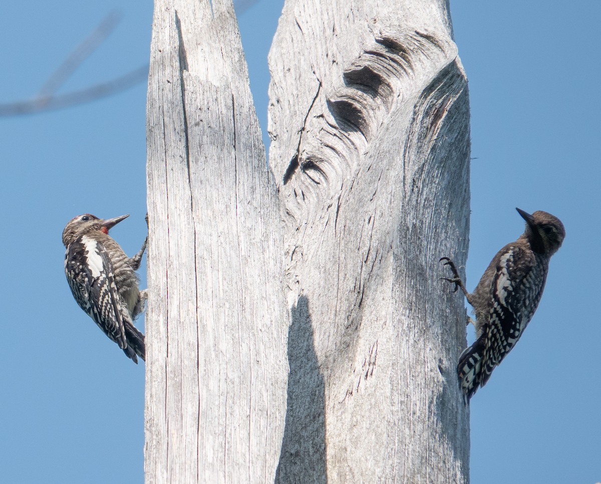 Yellow-bellied Sapsucker - ML640092769