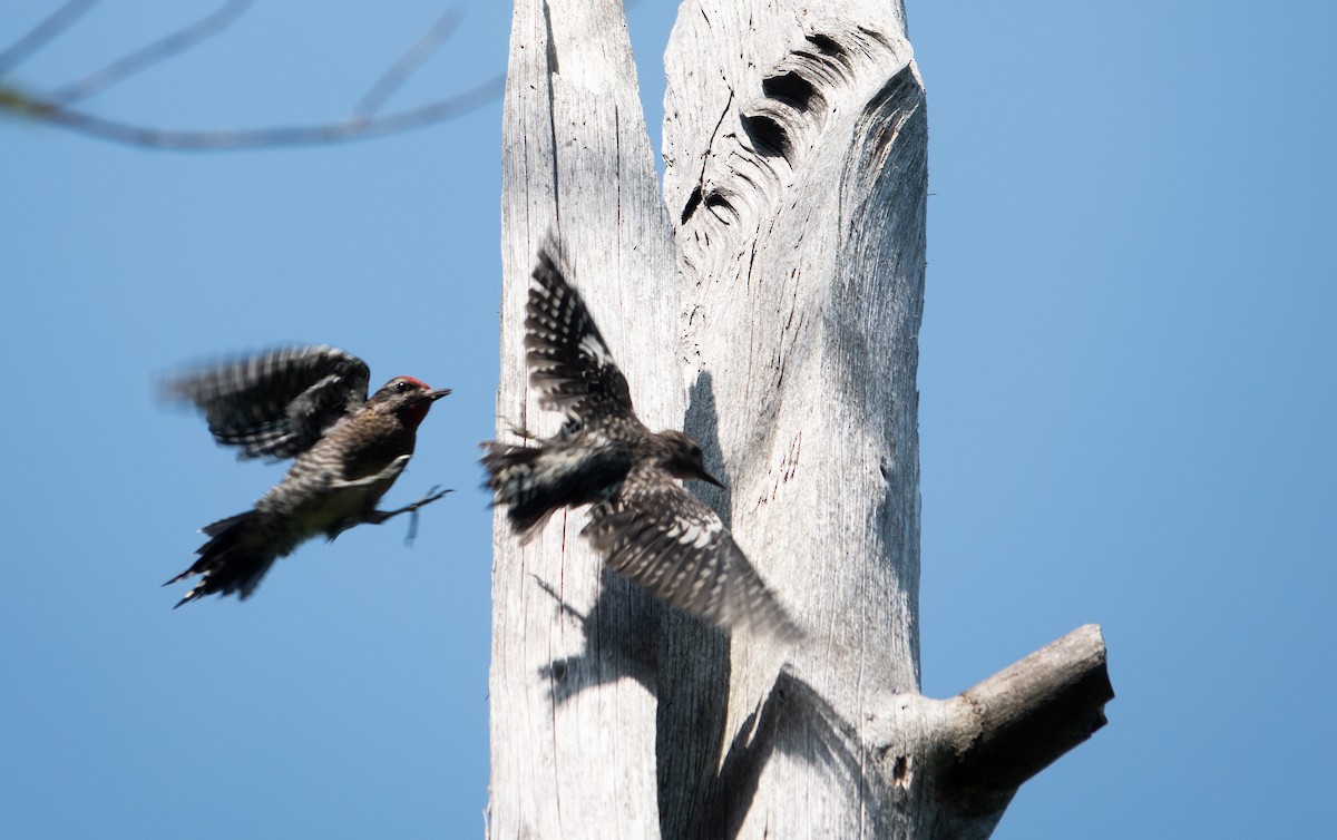 Yellow-bellied Sapsucker - ML640092770