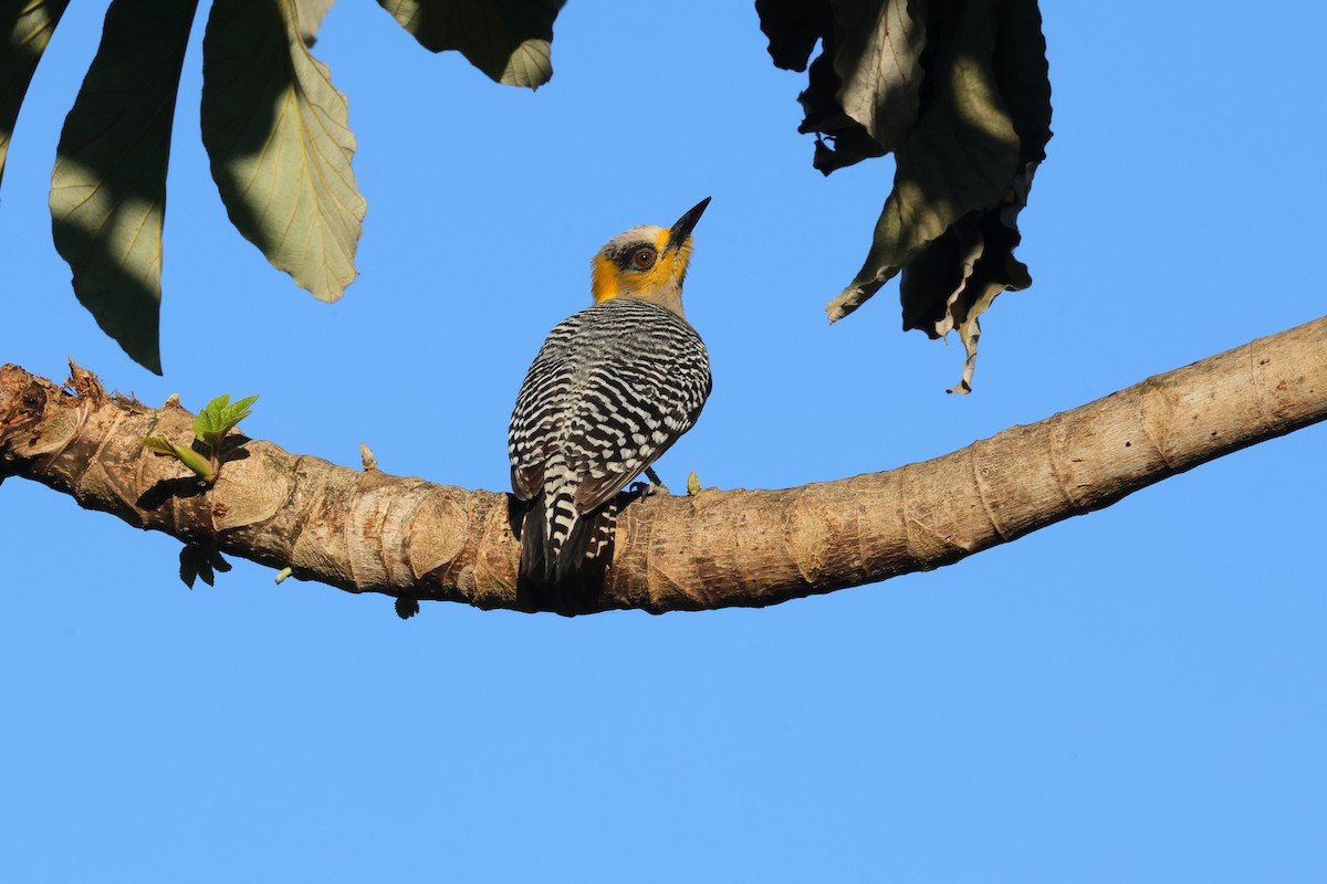 Golden-cheeked Woodpecker - ML640092782