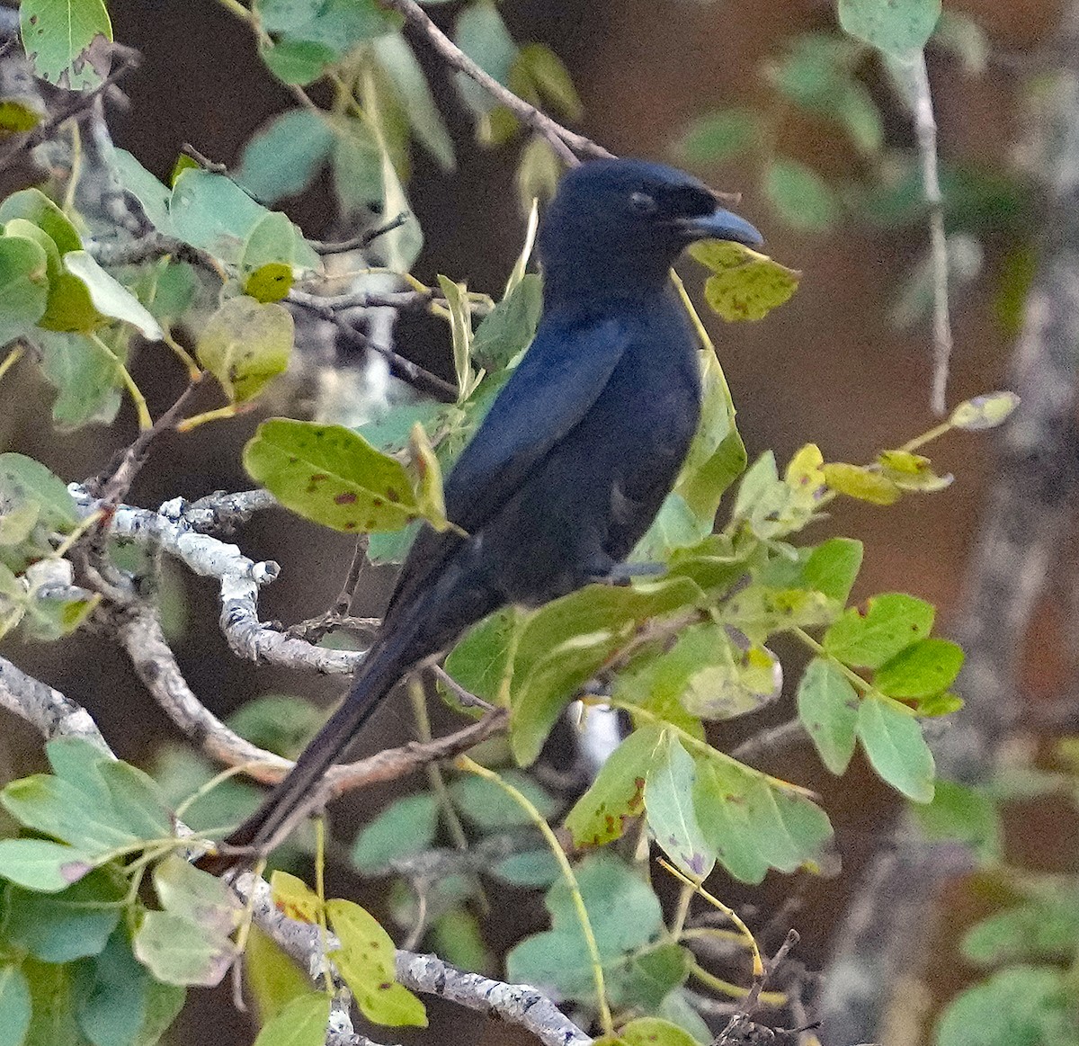 Fork-tailed Drongo (adsimilis Group) - ML640092789