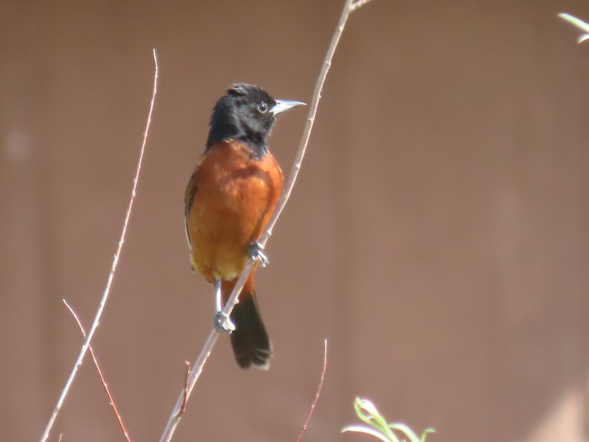 Orchard Oriole - ML640092866