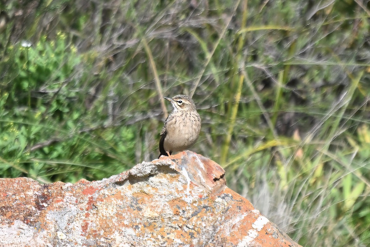 Nicholson's Pipit - ML640092882
