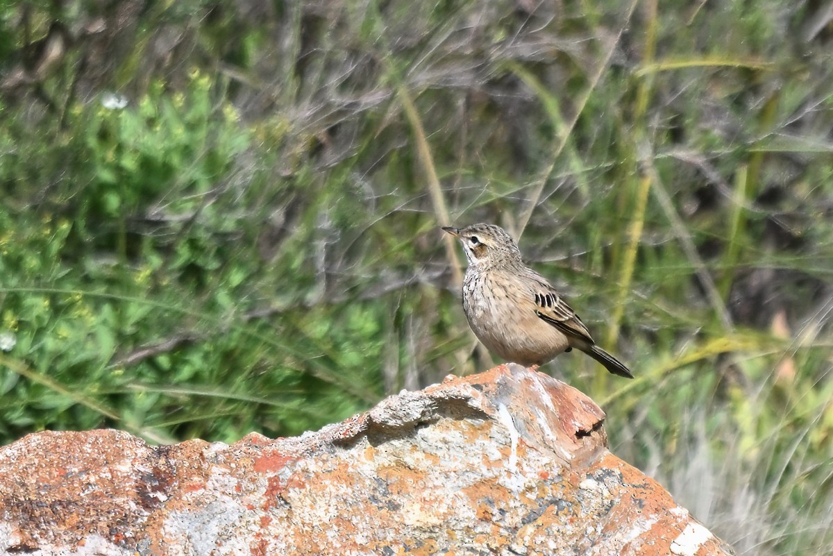Nicholson's Pipit - ML640092884