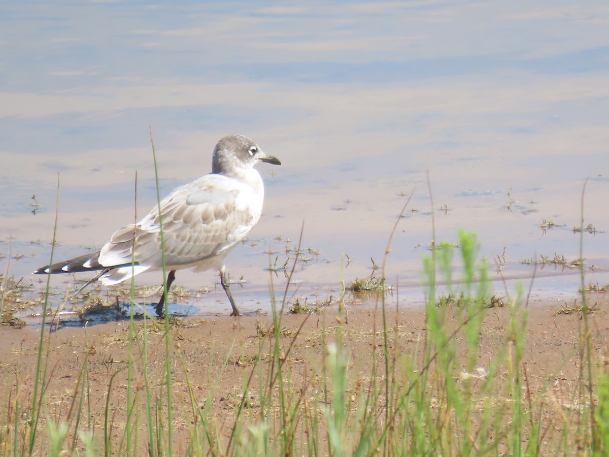 Franklin's Gull - ML640092912