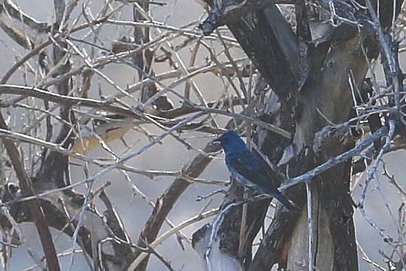 Indigo Bunting - ML640093014